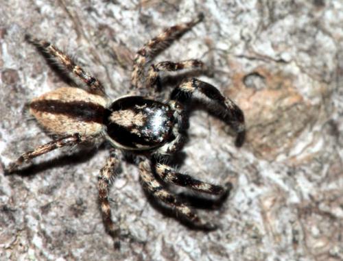 Menemerus bivittatus