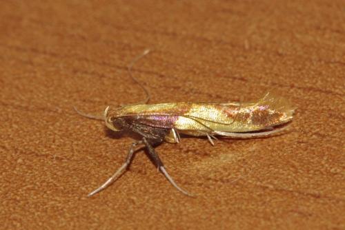 Réf. 106 102 : Caloptilia sp.