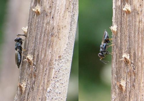 Calosota sp.