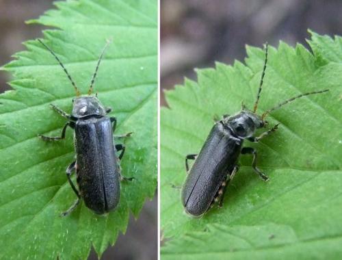 Réf. 106 539 : Cantharis tristis