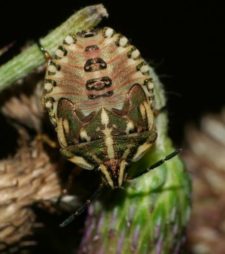 Carpocoris fuscispinus