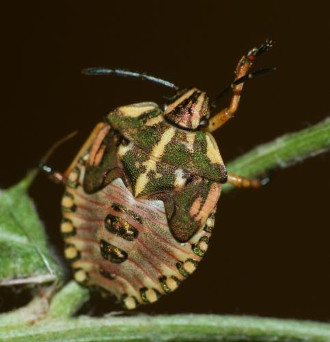 Réf. 106 299 : Carpocoris fuscispinus