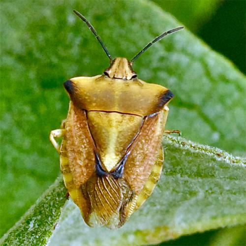 Réf. 106 800 : Carpocoris fuscispinus
