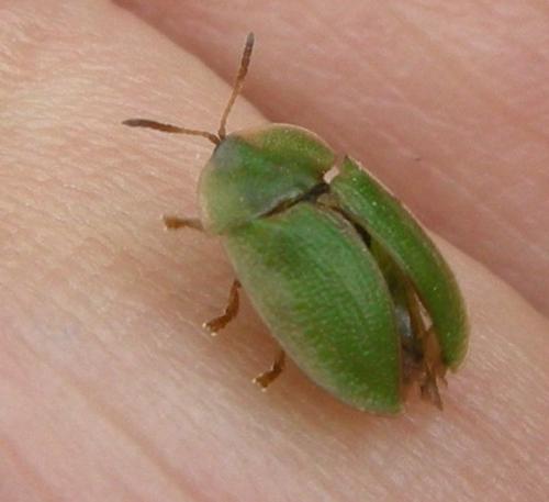 Réf. 106 172 : Cassida sp.