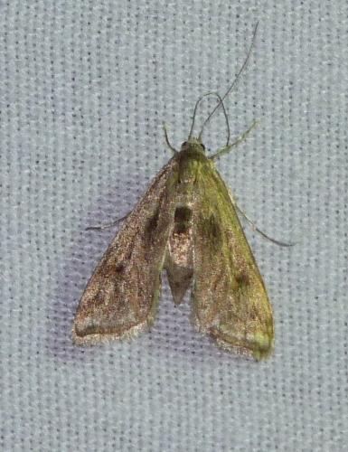 Réf. 106 253 : Cataclysta lemnata