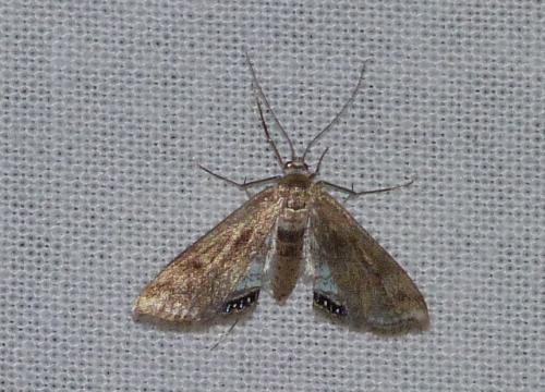 Réf. 106 259 : Cataclysta lemnata