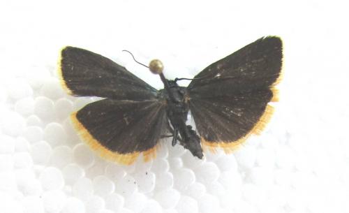 Réf. 106 012 : Catastia marginea