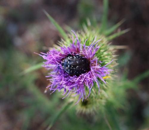 Oxythyrea funesta