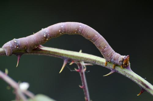 Biston betularia