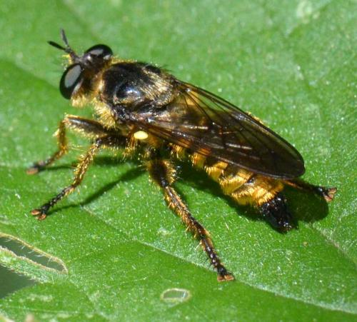 Réf. 106 403 : Choerades fimbriata