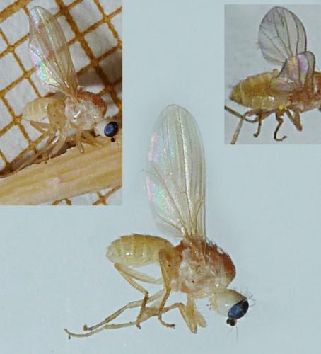 Chyromya oppidana