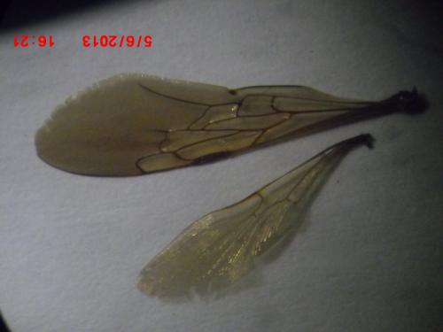 Réf. 106 787 : Dasyscolia sp.