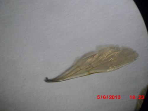 Réf. 106 790 : Dasyscolia sp.
