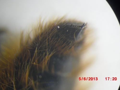 Réf. 106 920 : Dasyscolia sp.