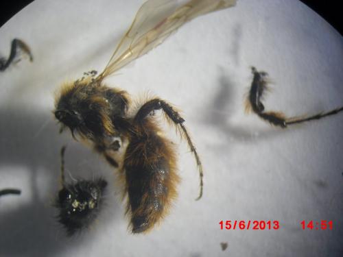 Réf. 106 748 : Dasyscolia sp.