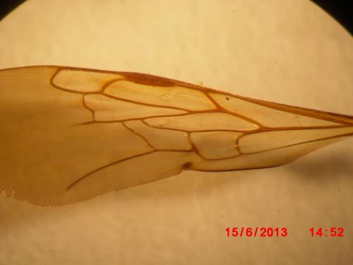 Réf. 106 749 : Dasyscolia sp.