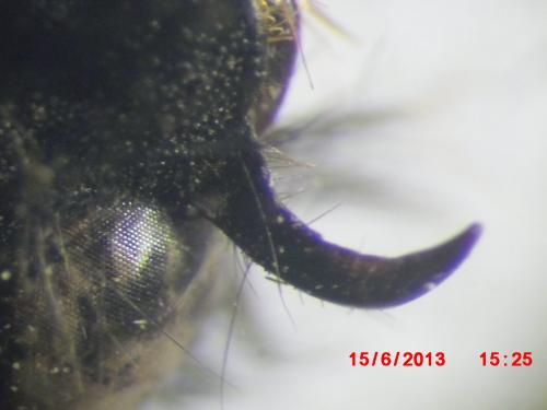 Réf. 106 752 : Dasyscolia sp.