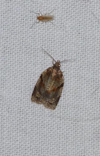 Réf. 106 902 : Clepsis spectrana
