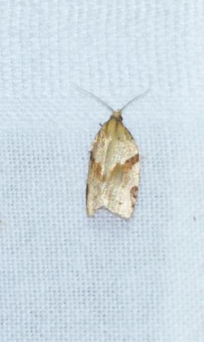 Réf. 106 901 : Clepsis spectrana