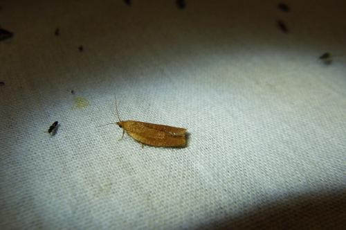 Clepsis consimilana