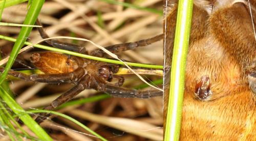 Réf. 106 759 : Dolomedes plantarius