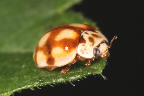 Adalia decempunctata