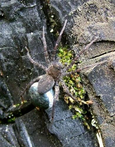 Pardosa sordidata