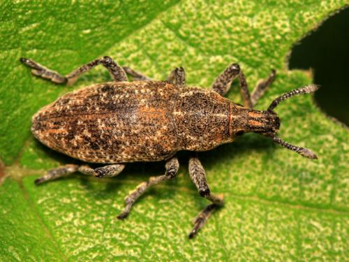 Rhabdorrhynchus menetriesii