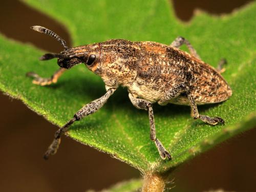 Réf. 106 279 : Rhabdorrhynchus menetriesii