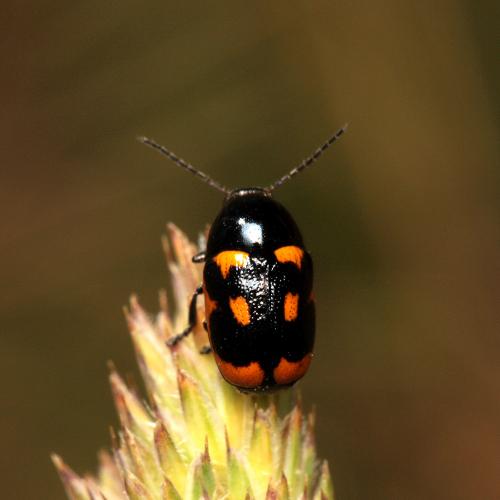 Cryptocephalus sexpustulatus