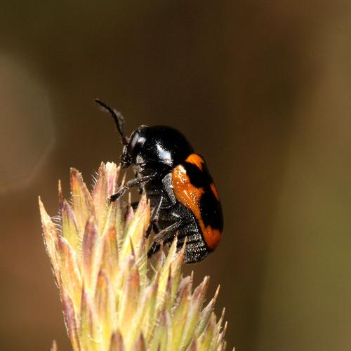 Cryptocephalus sexpustulatus