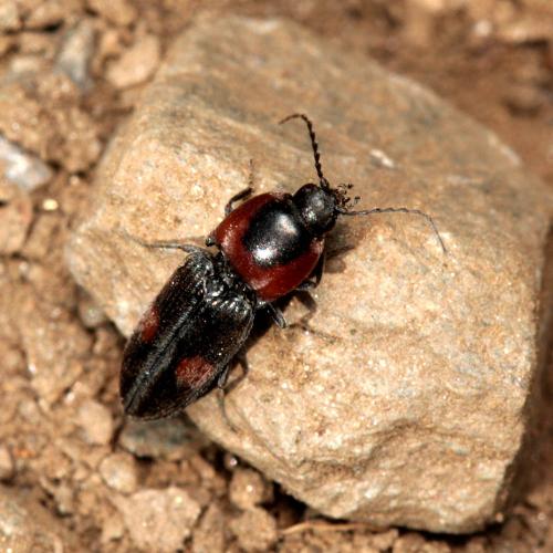 Cardiophorus biguttatus