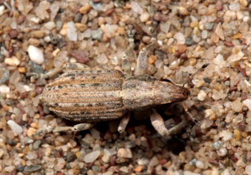 Réf. 106 858 : Charagmus variegatus