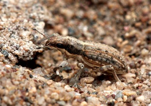 Réf. 106 859 : Charagmus variegatus