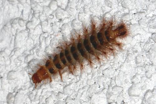 Drilus flavescens