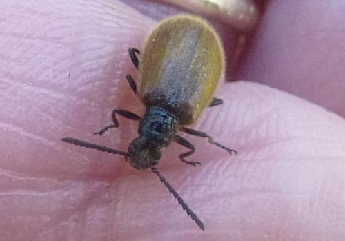 Lagria sp.