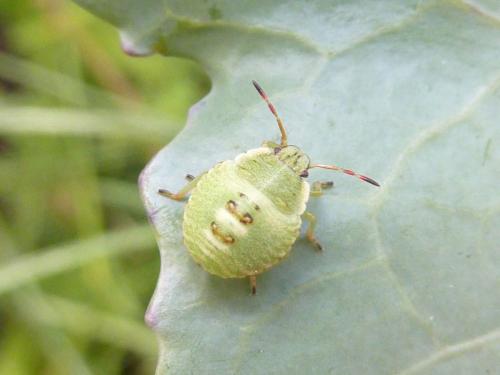 Palomena prasina
