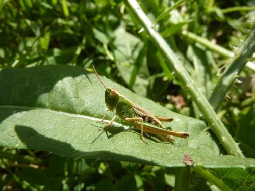 Réf. 106 319 : Pseudochorthippus parallelus