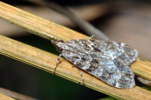 Eudonia mercurella