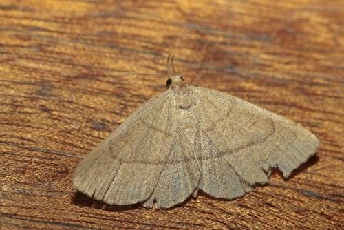 Paracolax tristalis