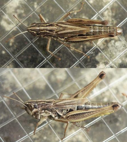 Réf. 106 641 : Pseudochorthippus parallelus