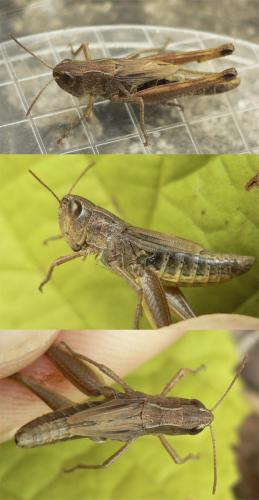 Réf. 106 680 : Pseudochorthippus parallelus