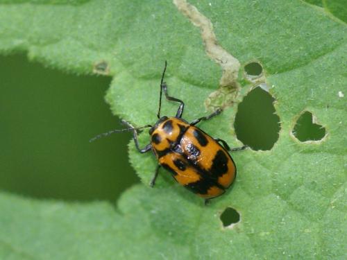 Réf. 106 771 : Cryptocephalus sexpunctatus