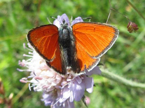 Réf. 106 426 : Lycaena hippothoe
