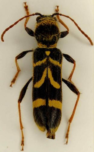 Réf. 106 634 : Cyrtoclytus capra