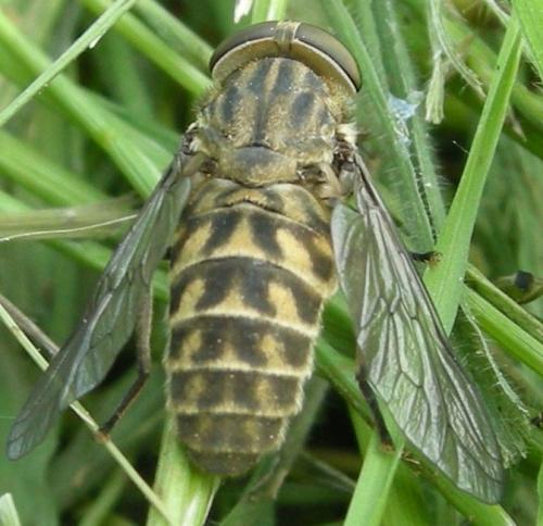 Tabanus autumnalis