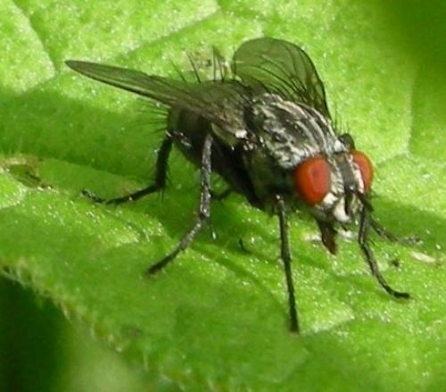 Sarcophaga sp.
