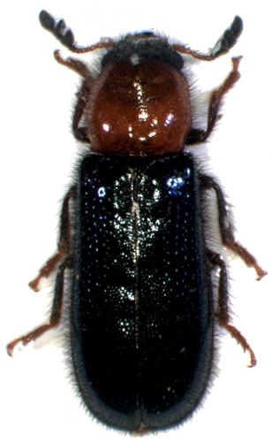 Dermestoides sanguinicollis