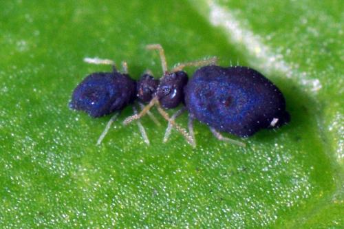 Deuterosminthurus pallipes