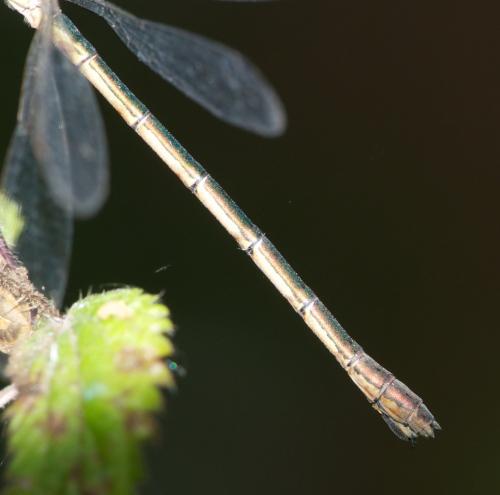 Lestes sponsa